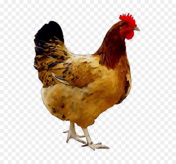 Anjani Natu Kodi Chicken Center Natukodi Poultry Food -  