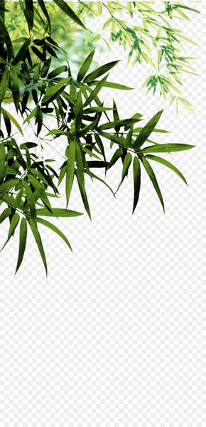 Anji County Bamboo charcoal Software - Bamboo leaves 