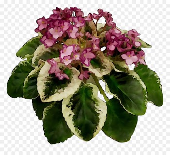 Annual plant Herbaceous plant Violet Flower Plants -  