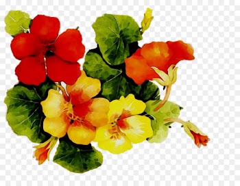 Annual plant Herbaceous plant Violet Plants Violaceae -  