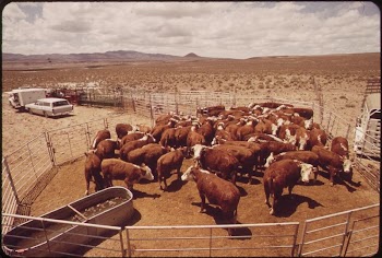 Annual spring roundup of cattle | Free Photo - rawpixel
