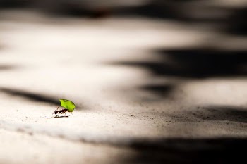 ant bite carrying leaf