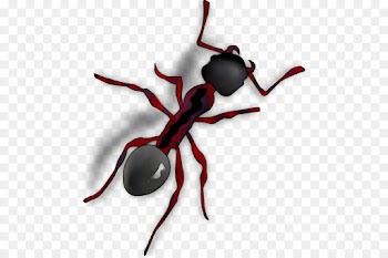 Ant, Building Materials, Couvain, Pest, Insect PNG