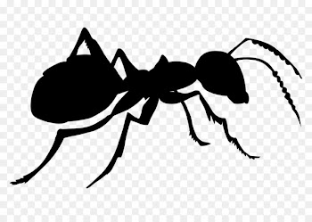 Ant, Cactus Club, Insect, White PNG