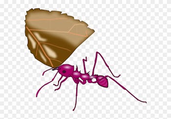 Ant Carrying A Leaf Vector Clip Art - New Jersey Institute Of Technology