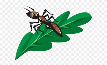 Ant Clipart Brown - Ant On The Leaf
