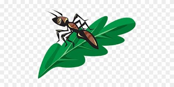 Ant, Insect, Leaf, Green, Bug, Colony - Ant On A Leaf Clipart