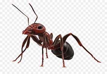 Ant, Insect, Royaltyfree PNG