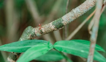 Ant on a Branch