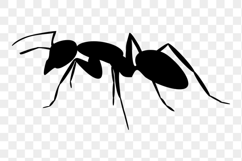 Ant png sticker illustration, transparent | Free PNG - rawpixel