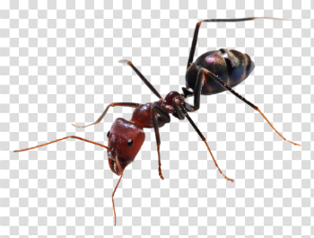 Ant PNG Transparent Image - PngPix