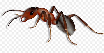 Ant Tithal Beach Universe of The Legend of Zelda Wasp -  