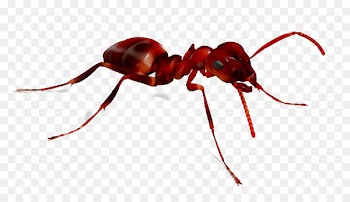 Ant Xterminator Services Termite & Pest Control Weevil Insect -  