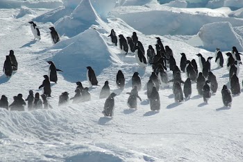 Antarctic penguin group