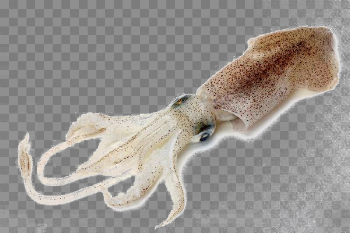 Antarctic Squid PNG Photo