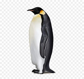 Antarctica Penguins are Waterbirds Flightless bird - penguins 