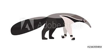 Anteater isolated on white background