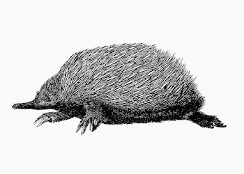 Anteater shade drawing | Free stock vector - 562459