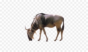 Antelope Black wildebeest Lion Bird Predation - Bow sheep 