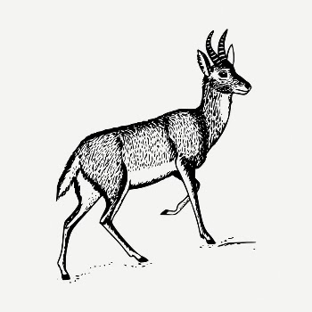 Antelope drawing, vintage illustration psd. | Free PSD - rawpixel