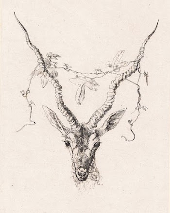 Antelope head by Johan Thomas | Free Photo - rawpixel