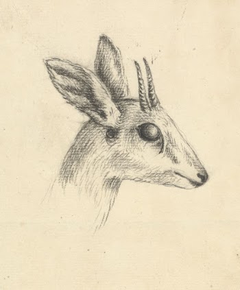 Antelope Head by Luigi Balugani | Free Photo - rawpixel