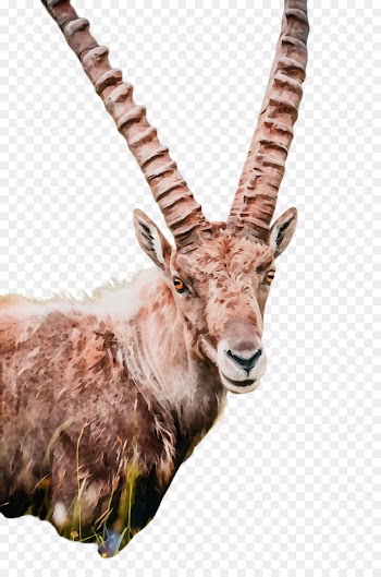 antelope horn wildlife waterbuck cow-goat family
