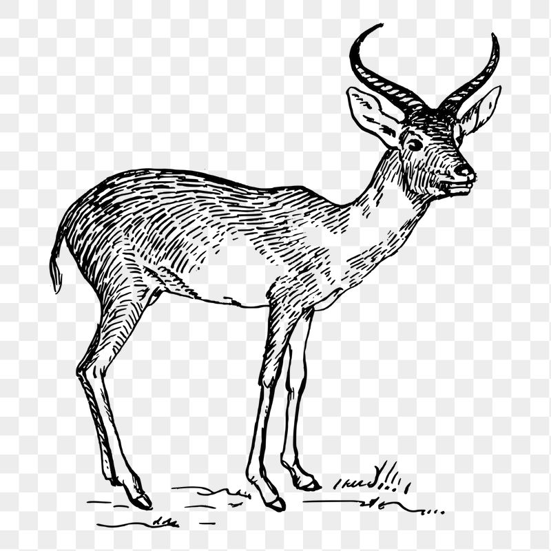 Antelope png sticker illustration, transparent | Free PNG - rawpixel