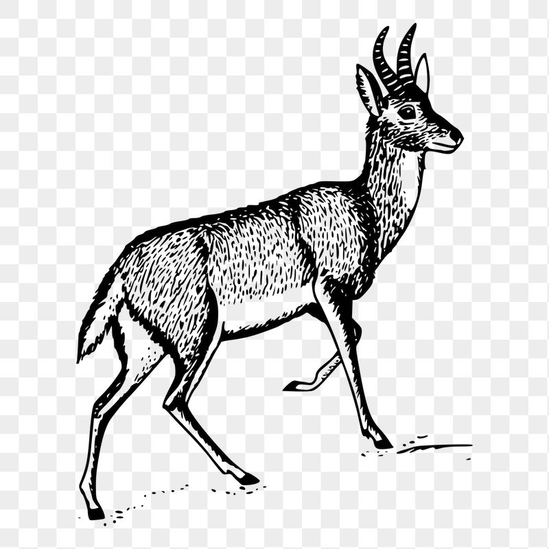 Antelope png sticker illustration, transparent | Free PNG - rawpixel