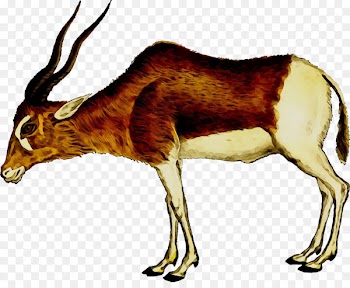 Antelope Pronghorn Impala Wildebeest Gazelle -  