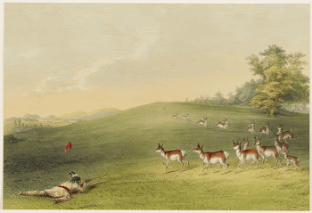 Antelope Shooting. Original from the Minneapolis | Free Photo - rawpixel