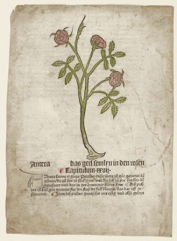 Antera, from Gart der Gesundheit | Free Photo - rawpixel