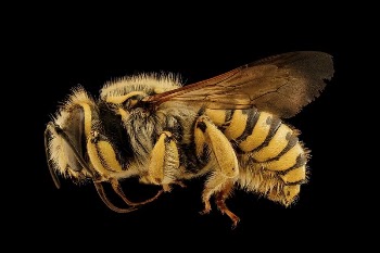 Anthidium illustre bee. | Free Photo - rawpixel