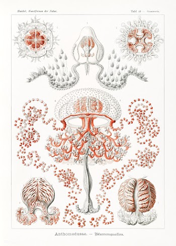 Anthomedusae&ndash;Blumenquallen from Kunstformen der Natur (1904) by .. | Free public domain illustration - 2272334