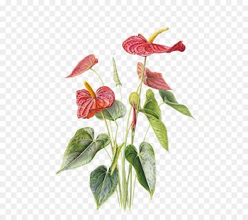 Anthurium andraeanum Paper Drawing Flower Illustration - Free potted red pull material 