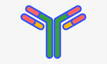 Antibody - Antibody Svg Transparent PNG - 505x413 - Free Download ...