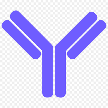 Antibody Letter B cell Clip art - others png download - 1000*1000 ...