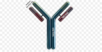 Antibody Protein Antigen Knowledge Evolution - antibody png ...