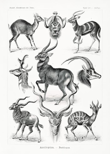 Antilopina&ndash;Antilopen from Kunstformen der Natur (1904) by Ernst .. | Free public domain illustration - 2272990