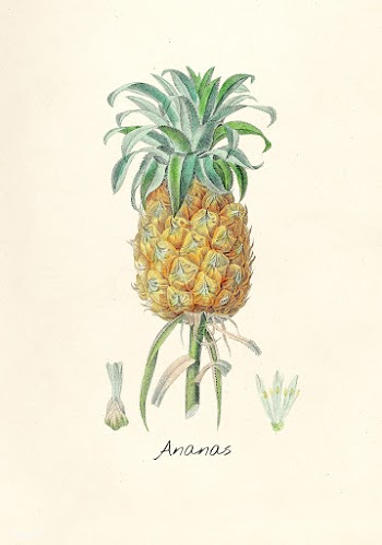 Antique illustration of Ananas | Free stock illustration - 263311