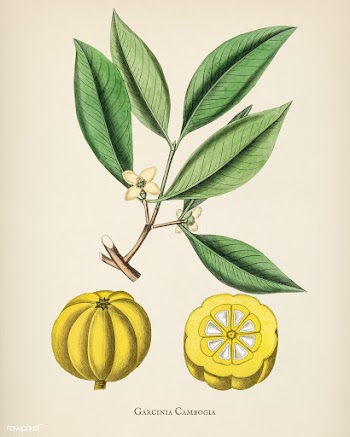 Antique illustration of garcinia cambogia fro.. | Free stock illustration - 405411