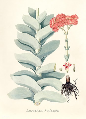Antique illustration of Larochca Falcata | Free stock illustration - 262957