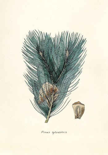 Antique illustration of plant | Free stock illustration - 263209
