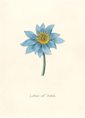 Antique illustration of plant | Free stock illustration - 263249
