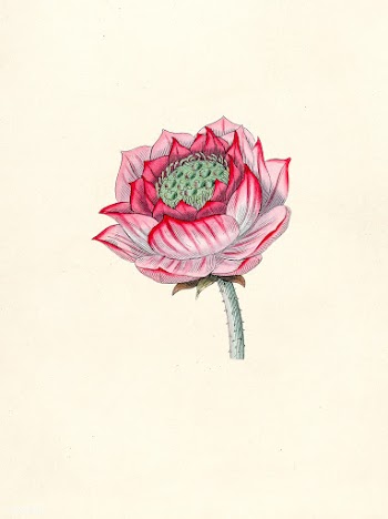 Antique illustration of plant | Free stock illustration - 263283