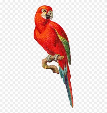 Antique Images - Parrot Graphic