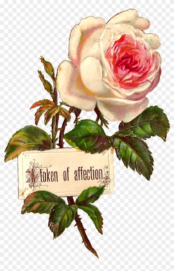 Antique Images Printable White Rose Label Design Blank - Rose Png Illustration