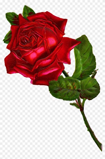 Antique Images Stock Red Rose Digital Clip Art - Vintage Red Rose Png