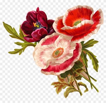 Antique Images Vintage Poppy Flower Clip Art Botanical - Poppy Flower Clip Art