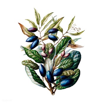 Antique plant Beilschmiedia Taiaire Tawa draw.. | Free stock vector - 471553